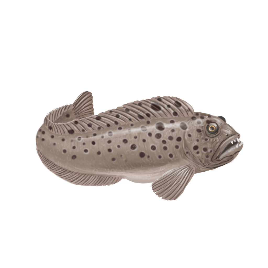 Spotted Wolffish - Fourchette Bleue Par Exploramer