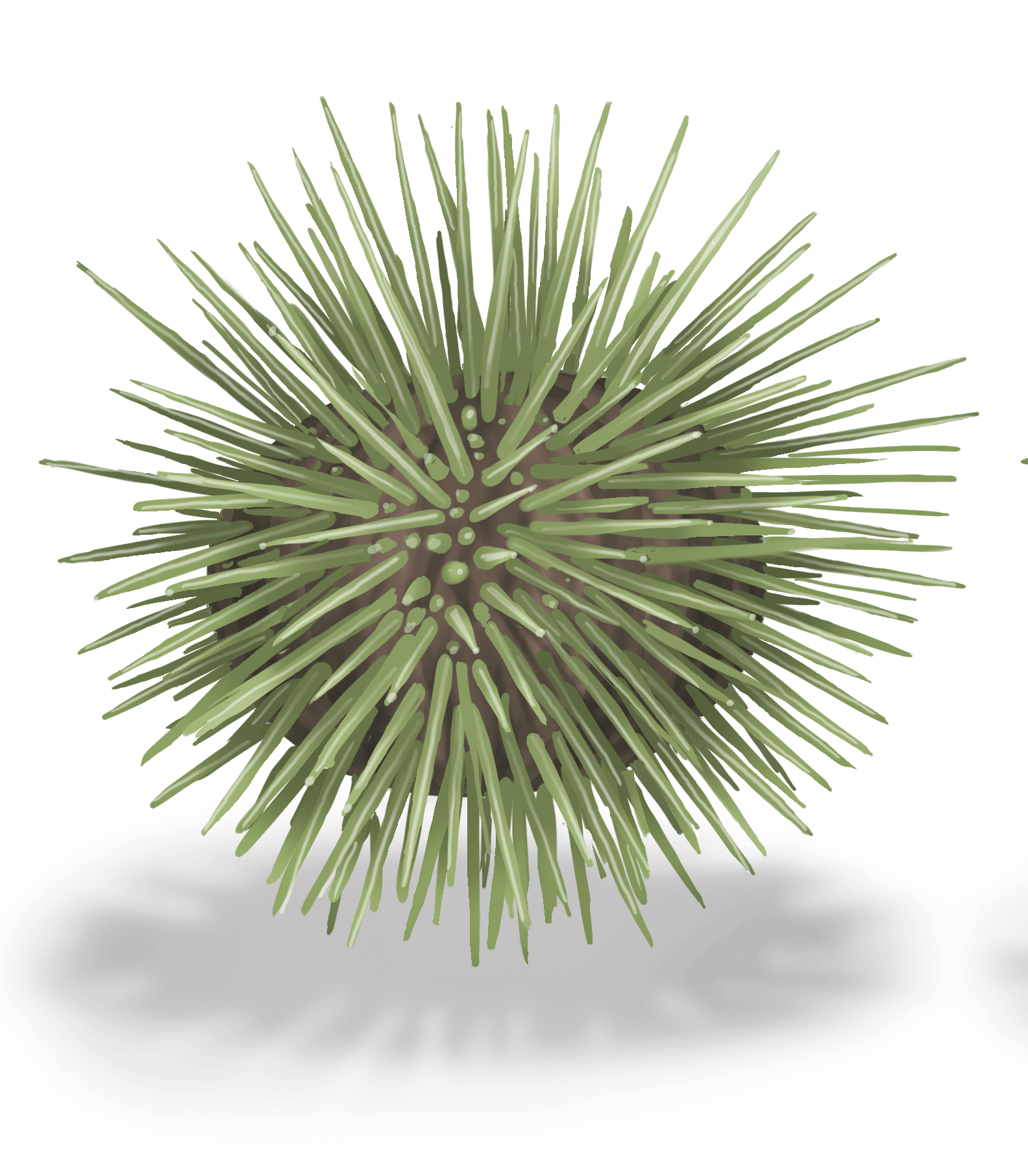 Green Sea Urchin - Fourchette Bleue Par Exploramer