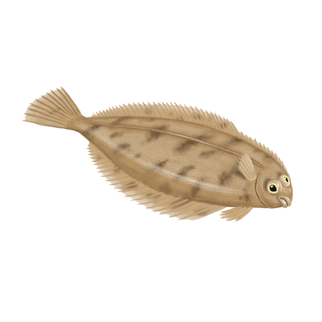 Écailleur de pêche Écailleur de poisson électrique, décapant de
