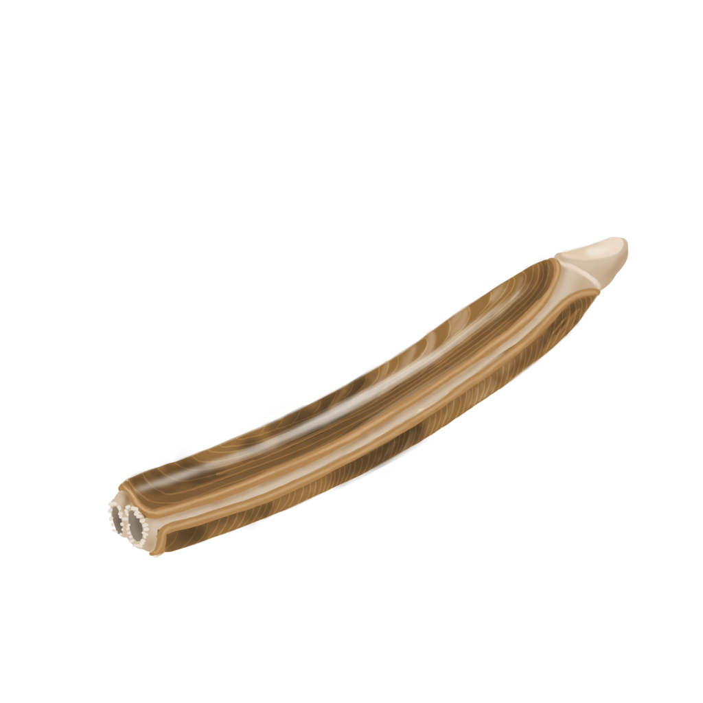 Atlantic razor clam - Fourchette bleue par Exploramer