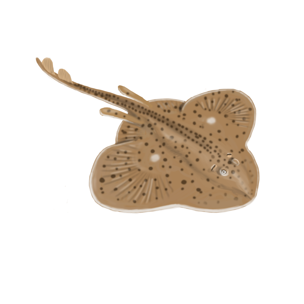 Raie tachetée Fourchette bleue par Exploramer