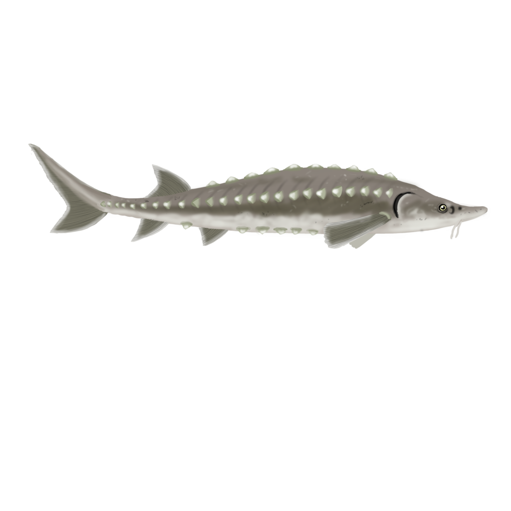 Atlantic sturgeon - Fourchette bleue par Exploramer